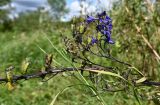 Delphinium cuneatum