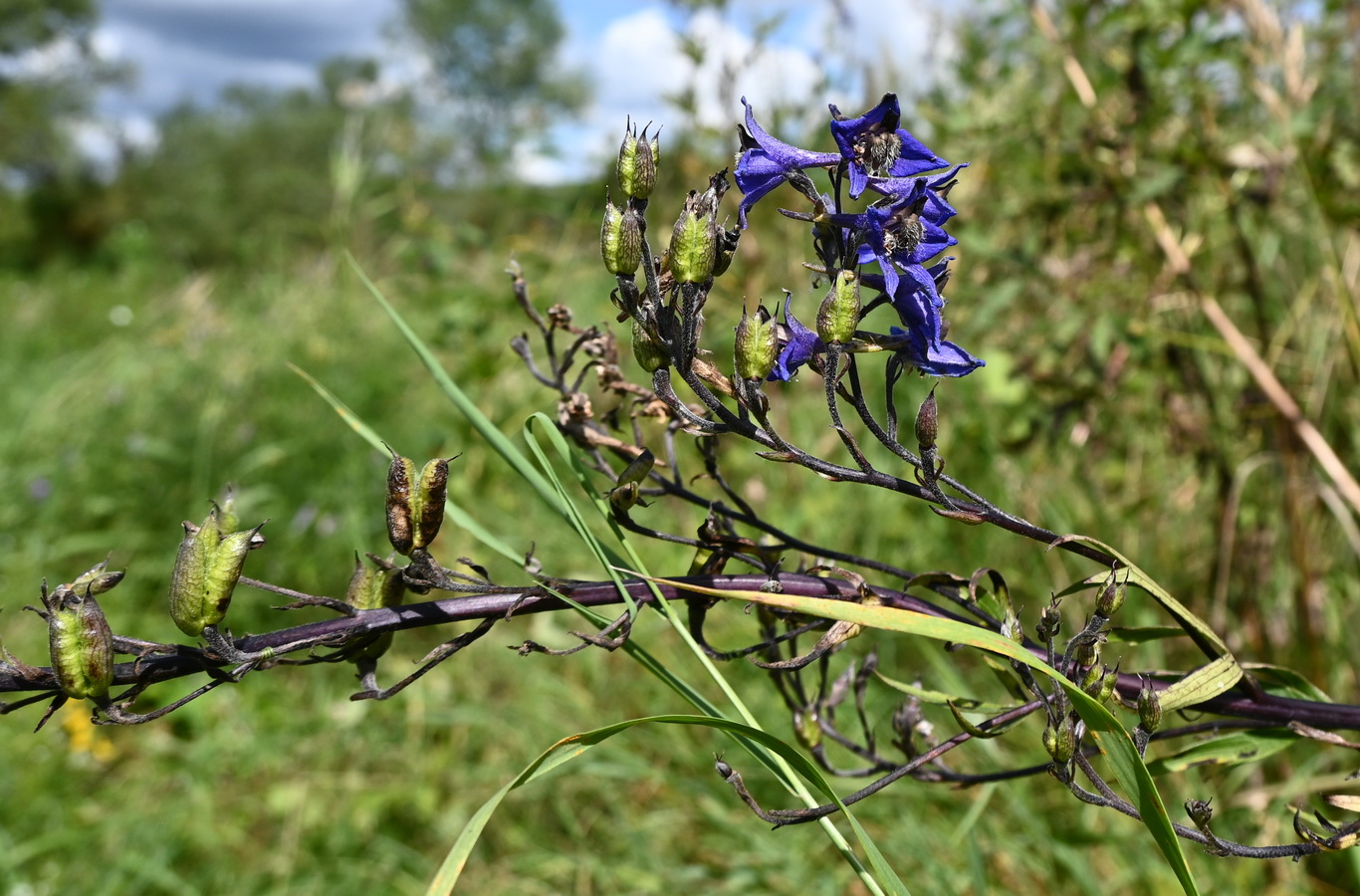 Изображение особи Delphinium cuneatum.