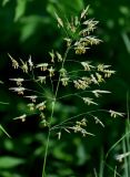 Bromopsis inermis. Соцветия. Московская обл., окр. г. Железнодорожный, дол. р. Чёрная, залежь, окраина зарослей кустарников. 16.06.2025.