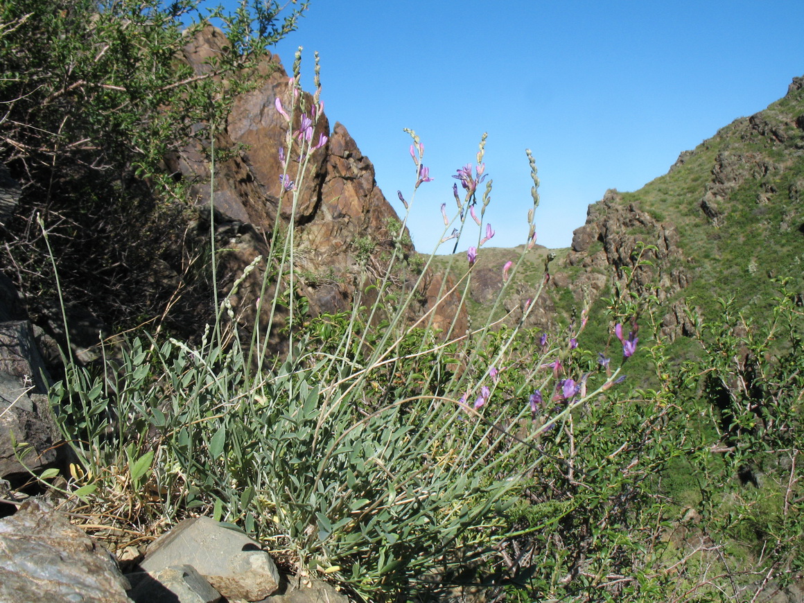 Изображение особи Astragalus scoparius.