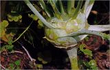 Brassica oleracea variety gongylodes. Побег с основаниями листьев. Московская обл., Раменский р-н, окр. дер. Хрипань, садовый участок. 13.09.2026.