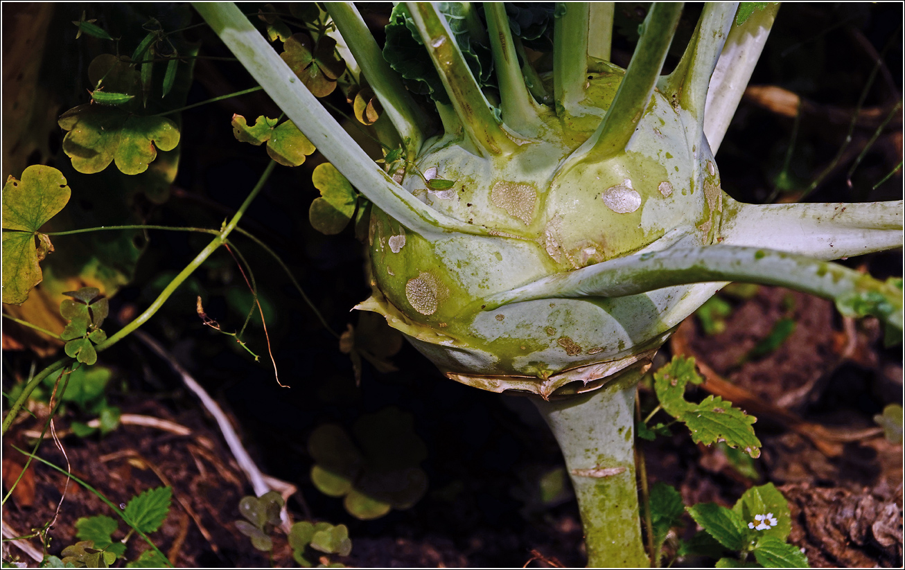 Image of Brassica oleracea var. gongylodes specimen.