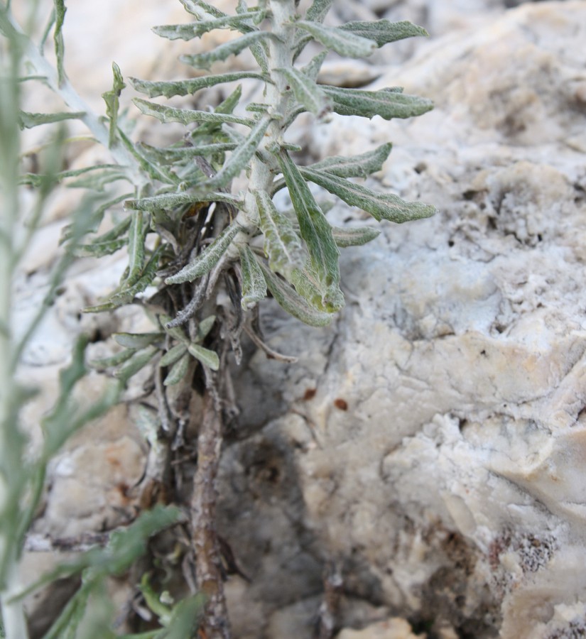 Image of Phagnalon rupestre specimen.