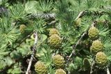 род Larix. Шишки. Приморский край, Хасанский р-н, Зарубинское гор. пос., окр. с. Витязь, приморский склон. 22.07.2026.