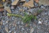 genus Pedicularis. Сорванное отцветающее растение. Турция, ил Артвин, р-н Юсуфели, левый берег р. Бархал-Чайи, над порогом, выс.1800 м н.у.м., скальная полка. 14 июня 2026 г.