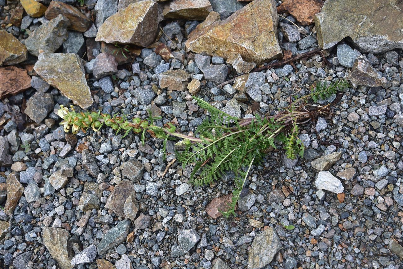 Image of genus Pedicularis specimen.