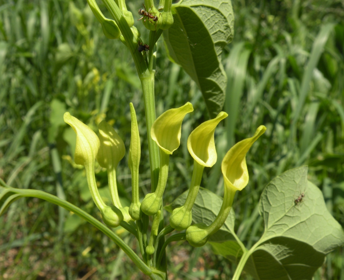 Image of Aristolochia clematitis specimen.