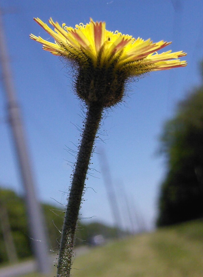 Изображение особи Pilosella officinarum.