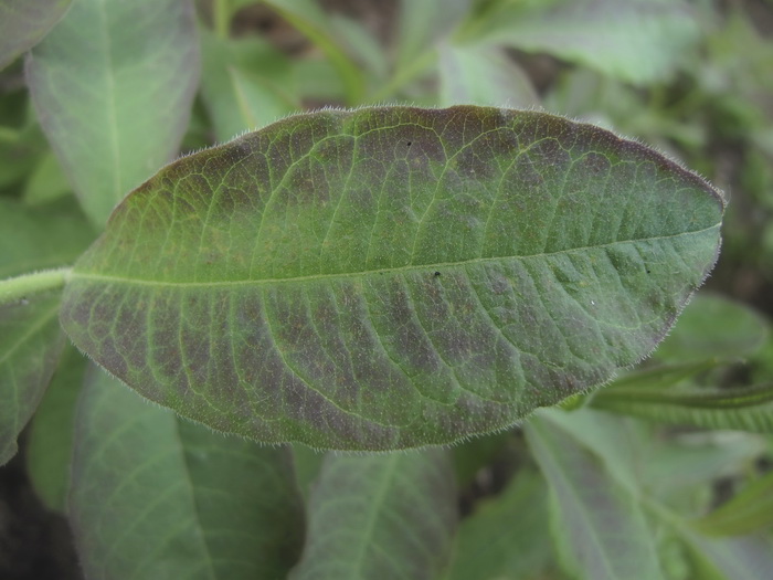 Image of Rhododendron luteum specimen.