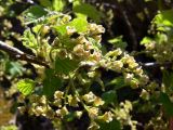 Ribes hispidulum