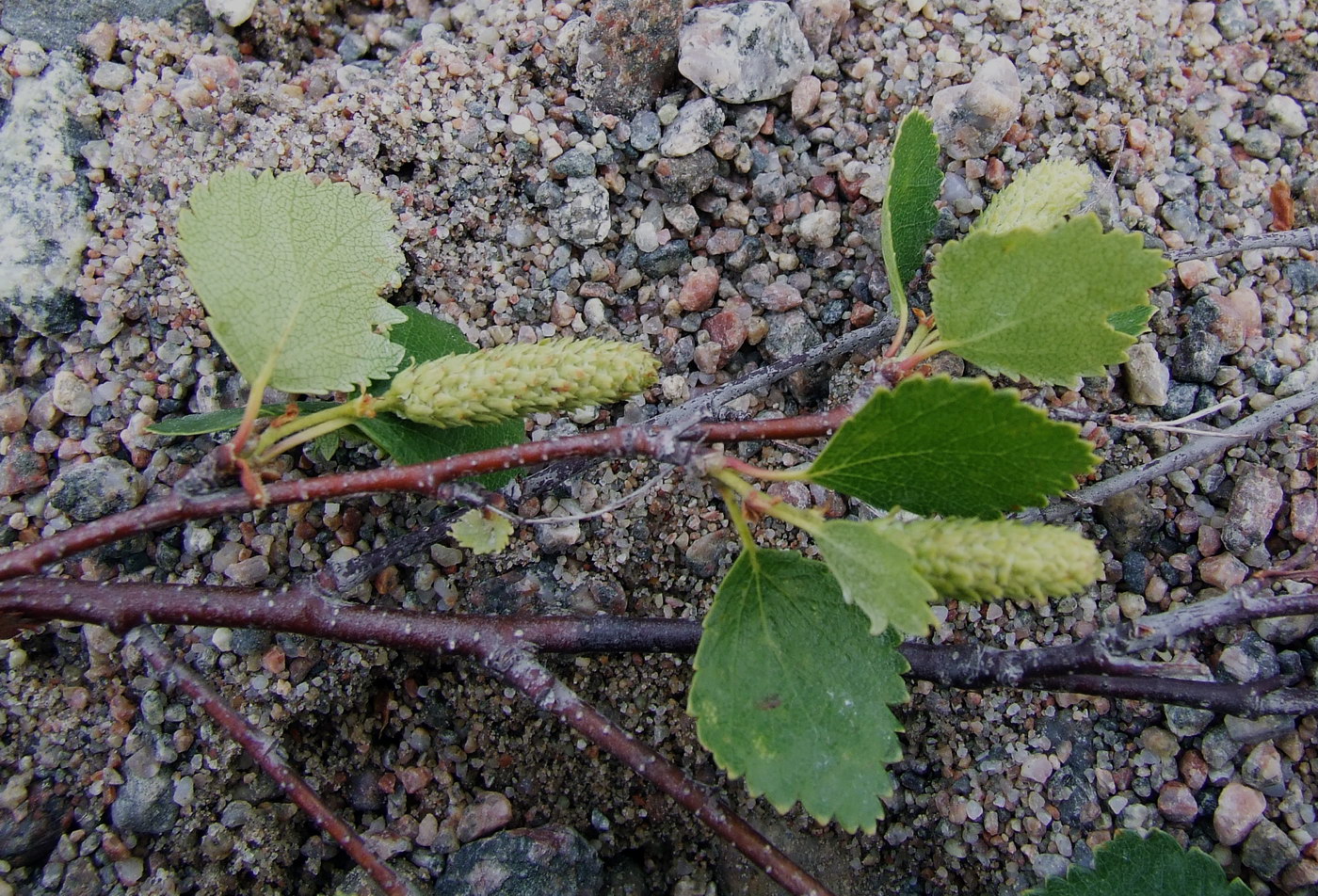 Image of Betula &times; kusmisscheffii specimen.