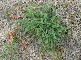 Astragalus suprapilosus