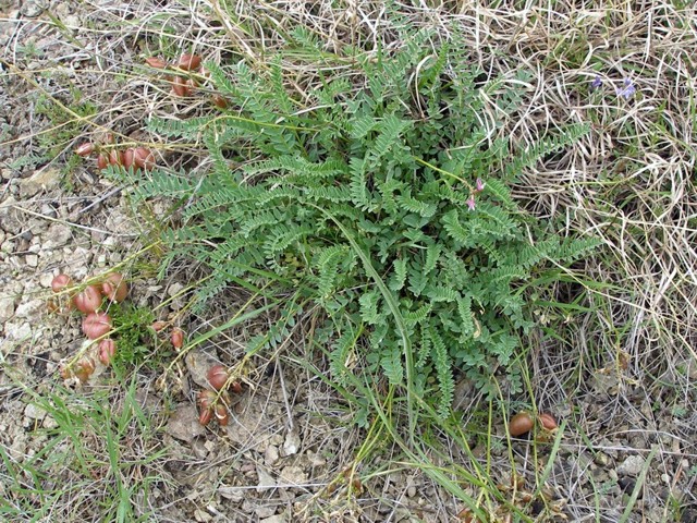 Image of Astragalus suprapilosus specimen.