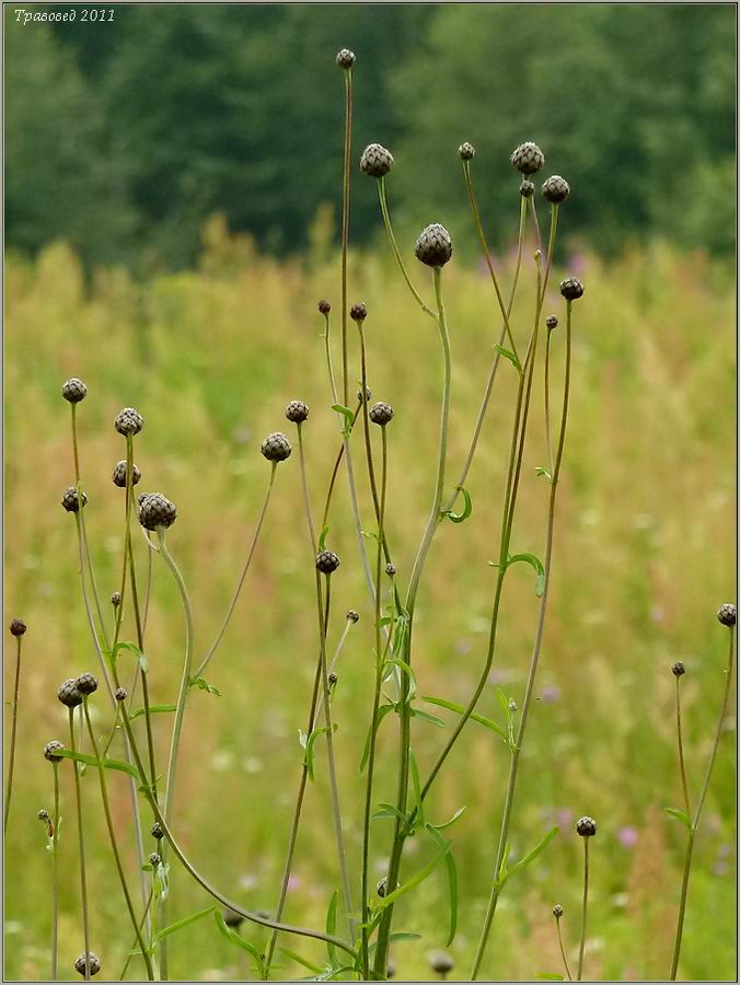 Image of Centaurea scabiosa specimen.