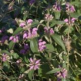 Phlomis taurica