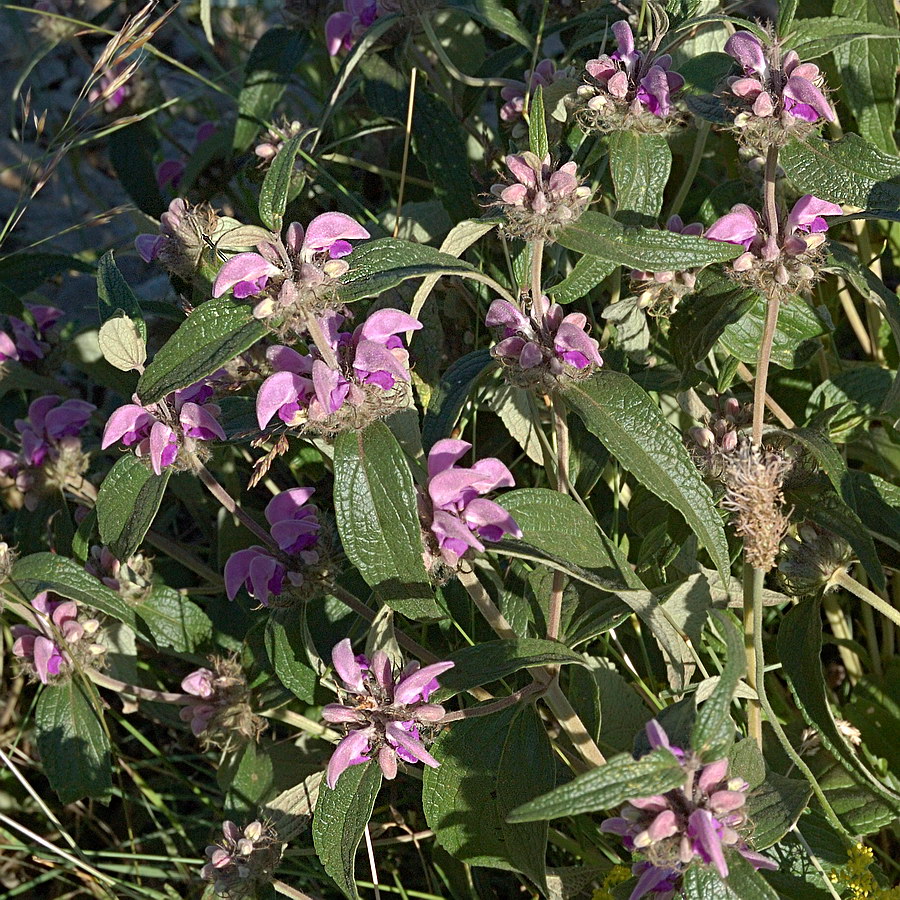 Изображение особи Phlomis taurica.