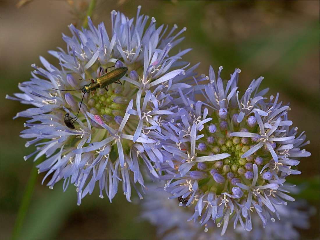 Image of Jasione montana specimen.