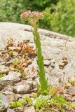 Sempervivum caucasicum. Цветущее растение на уступе скального обрыва. Республика Карачаево-Черкесия, Домбай, верховья долины р. Алибек, 2100 м н.у.м. 09.07.2011.