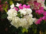 genus Bougainvillea. Соцветия. Израиль, Шарон, г. Герцлия, живая изгородь возле жилого дома. 08.10.2007.