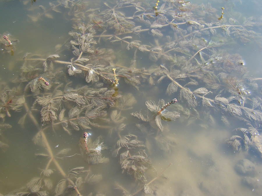 Image of Myriophyllum sibiricum specimen.