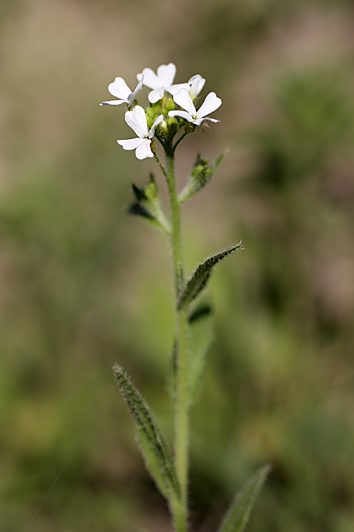 Image of genus Cryptospora specimen.