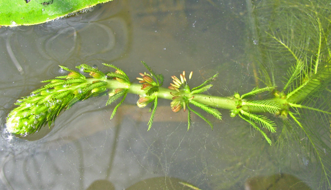 Image of Myriophyllum verticillatum specimen.