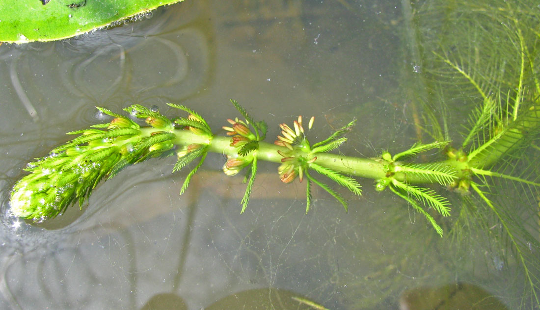 Изображение особи Myriophyllum verticillatum.