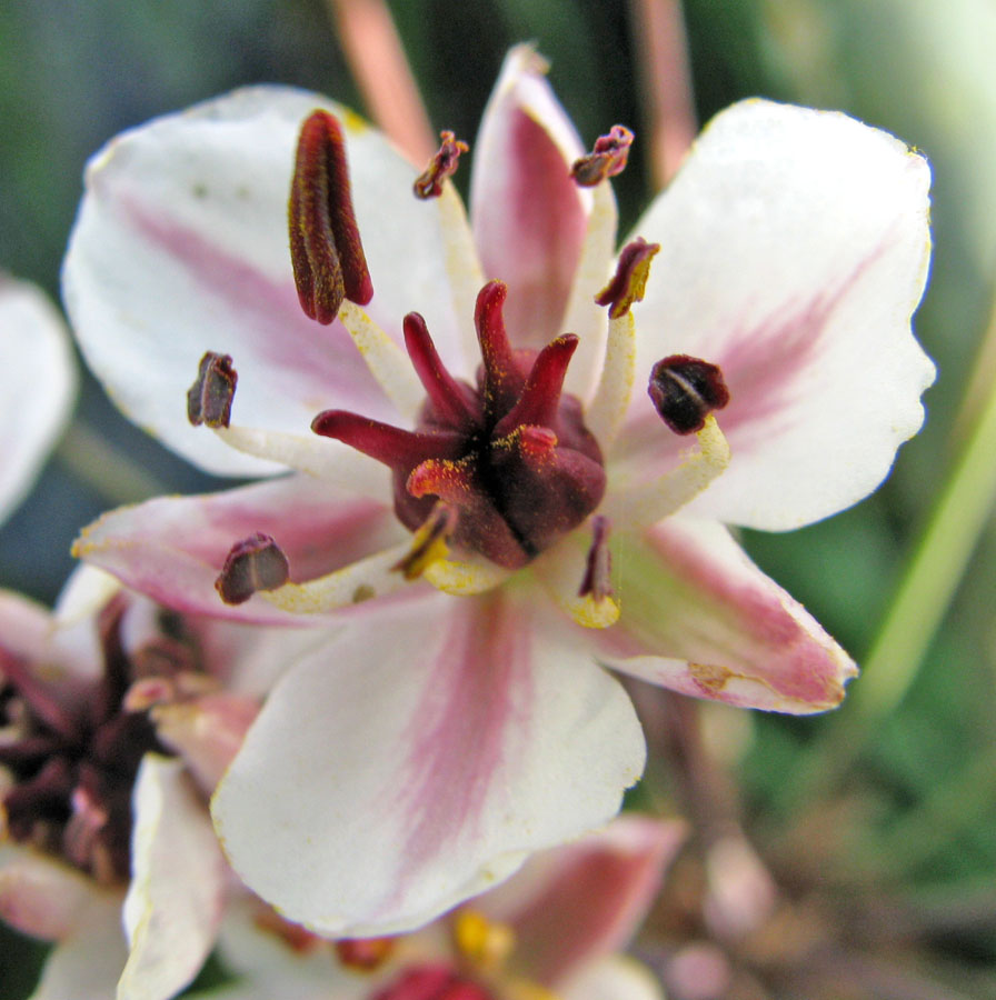 Изображение особи Butomus umbellatus.