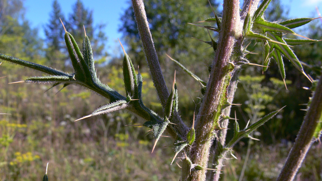 Изображение особи Cirsium vulgare.