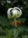 Lilium ledebourii