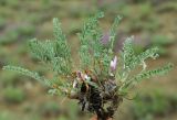 Astragalus testiculatus