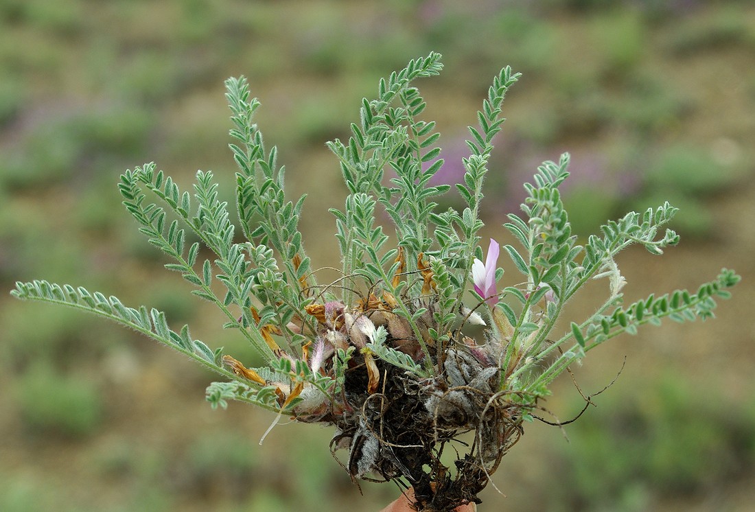 Изображение особи Astragalus testiculatus.