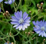 Lactuca tatarica