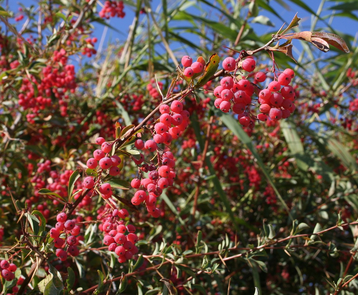 Изображение особи Berberis iliensis.