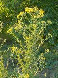 Senecio erucifolius