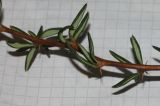 Berberis × stenophylla. Средняя часть ветви. Германия, г. Кемпен, в культуре. 03.02.2012.
