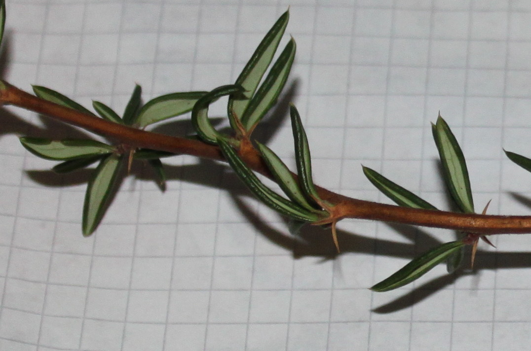 Изображение особи Berberis × stenophylla.