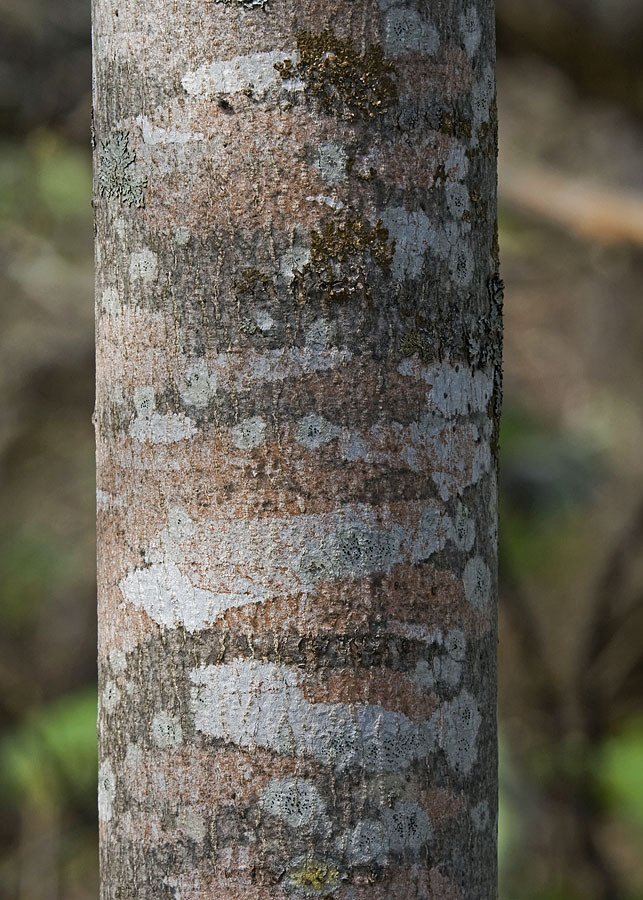 Image of Padus ssiori specimen.