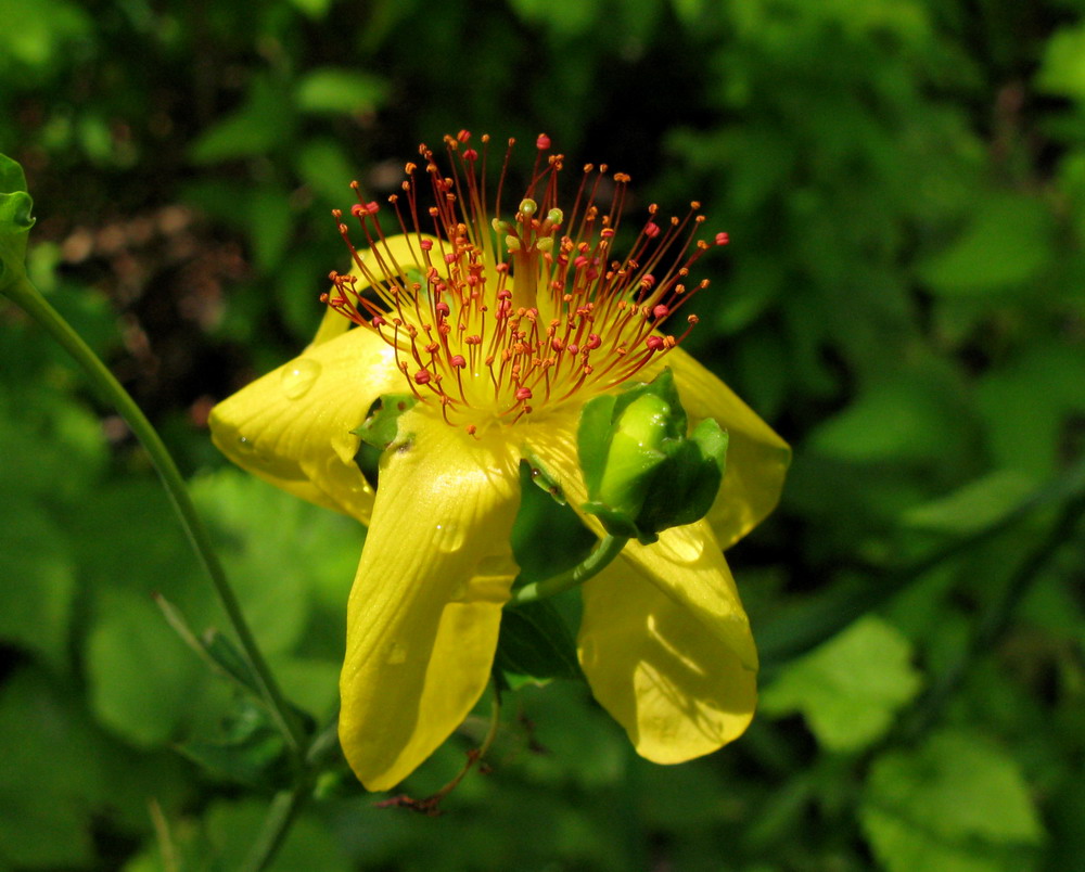 Изображение особи Hypericum ascyron.