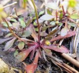 Erophila spathulata