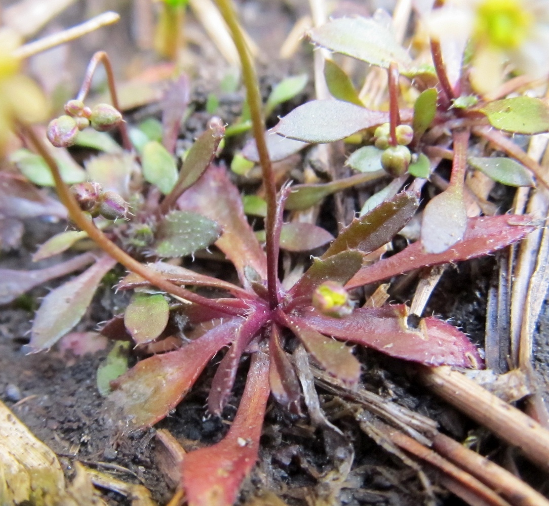 Изображение особи Erophila spathulata.