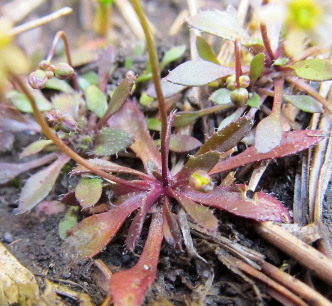 Image of Erophila spathulata specimen.