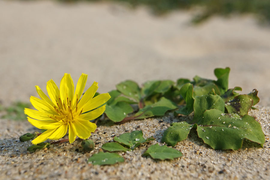 Image of Chorisis repens specimen.