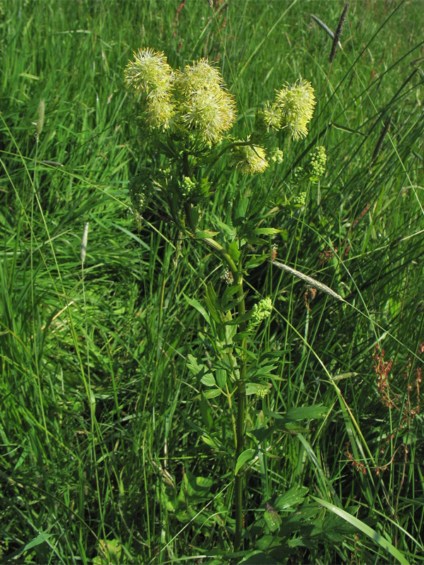 Image of Thalictrum flavum specimen.