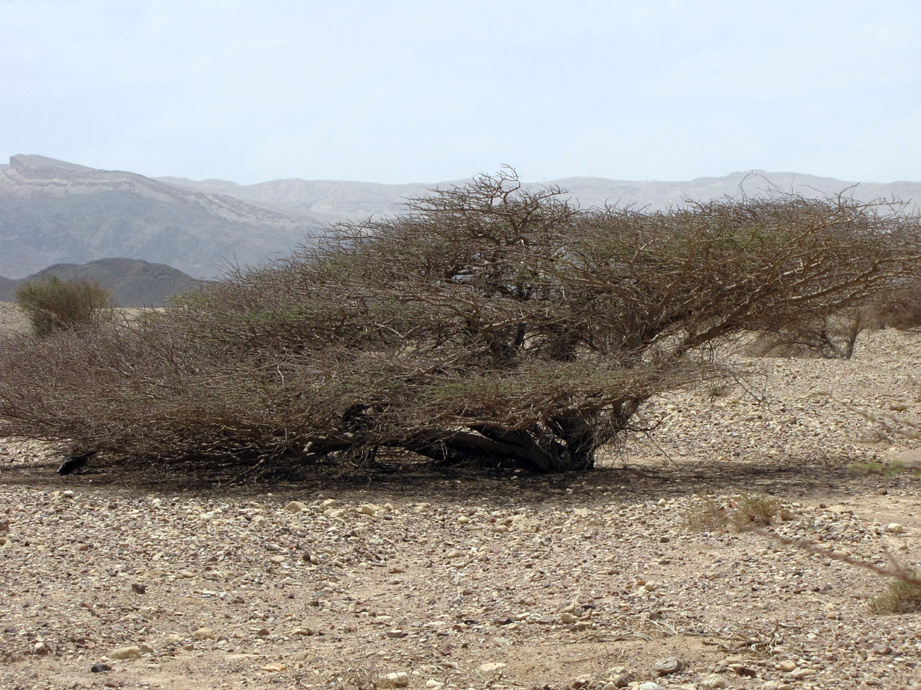 Image of Vachellia tortilis specimen.