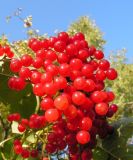 Viburnum sargentii. Зрелые плоды. Приморский край, Спасский р-н, с. Хвалынка. 27.09.2009.