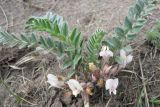 Astragalus testiculatus