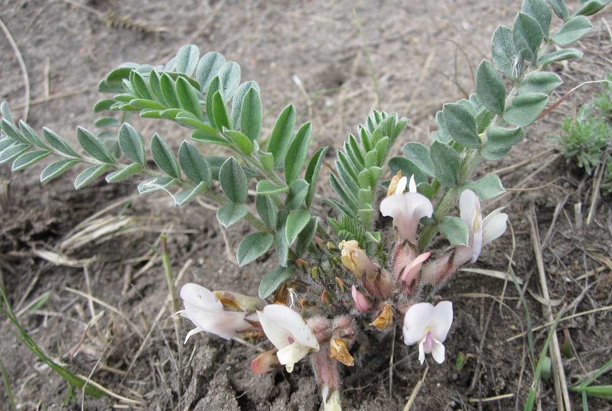 Изображение особи Astragalus testiculatus.