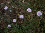 Convolvulus cantabrica. Побеги с цветками. Турция, пров. Анталья, окр. г. Кемер, каменистый склон. 02.05.2012.