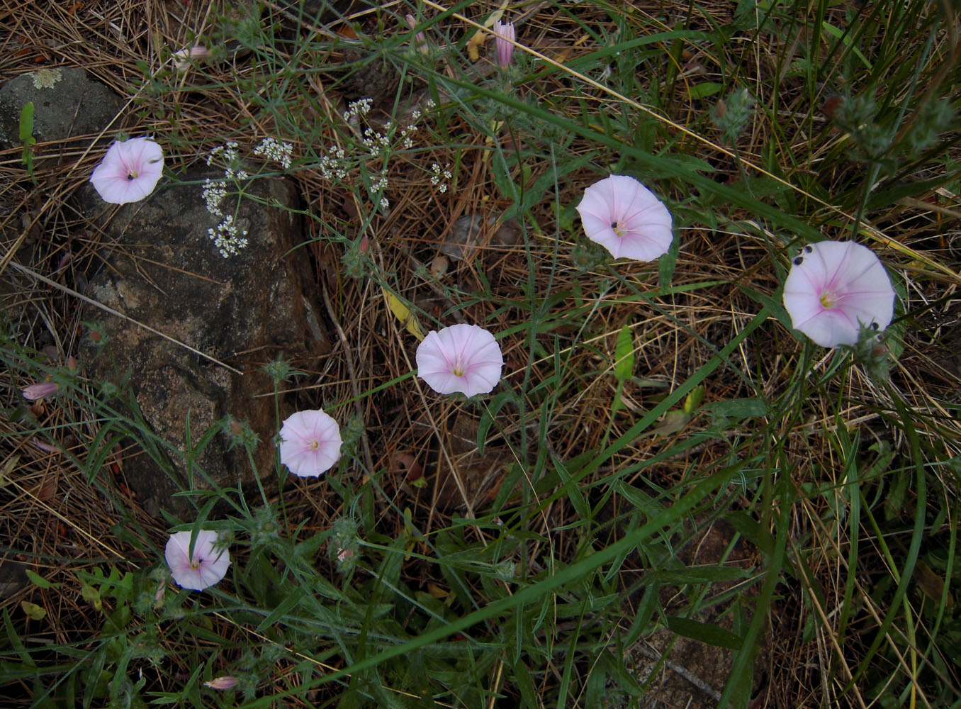 Image of Convolvulus cantabrica specimen.